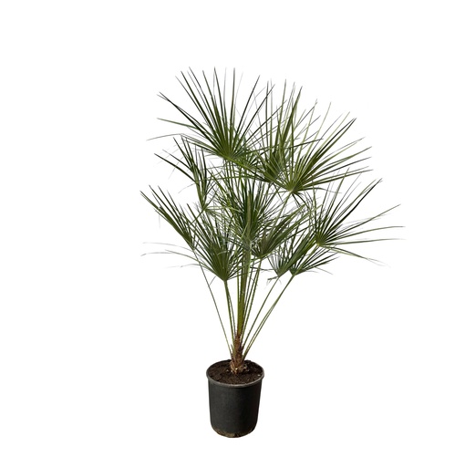 "Chamaerops Humilis on stem - 160 cm - Ø24cm image"
