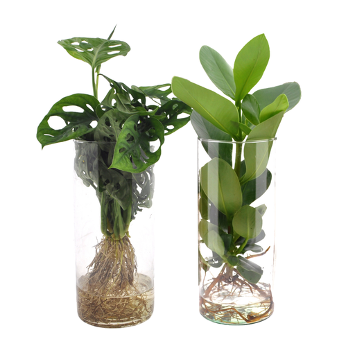 "Cylinder glas Duo Monstera/Clusia - 2 Stücke - Topf-Ø 12 cm - Höhe ca. 25 cm-40cm image"