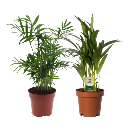"Dypsis lutescens/Chamadorea Duo - 2 Stück - Topf-Ø 12 cm - Höhe ca. 40 cm image"