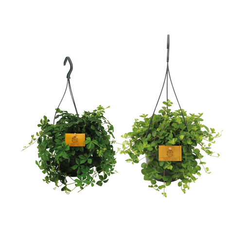 "Hängepflanzen-Duo - 2 Stücke - Topf-Ø 15 cm - Höhe ca. 25 cm image"