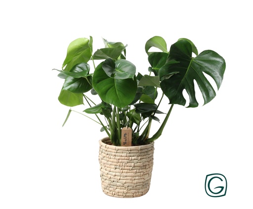 "Monstera In Korb Palmenblatt - Ø21cm - ↕60cm image"