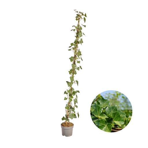 "Hedera Hibernica - Efeu - gestäbt - ↨125 - 150 cm image"