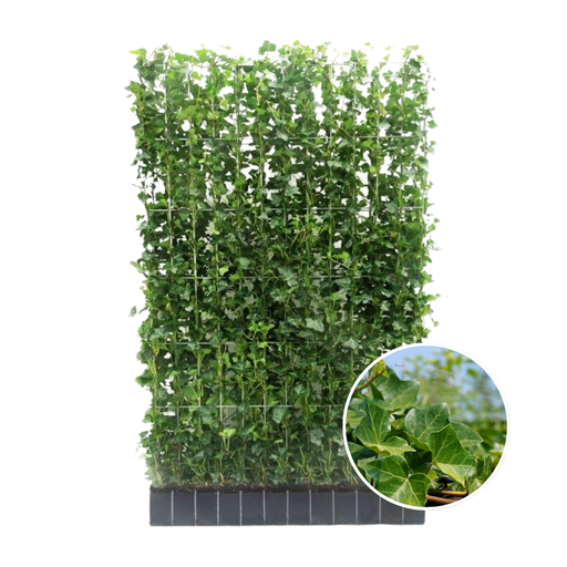"Hedera Hibernica - Efeu - Fertighecke - ↨180 cm image"
