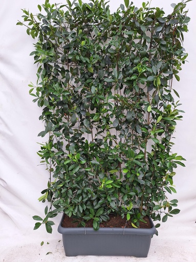 "Photinia Fraseri 'Red Robin' - Glanzmispel - Fertighecke - 120 x 180 cm image"