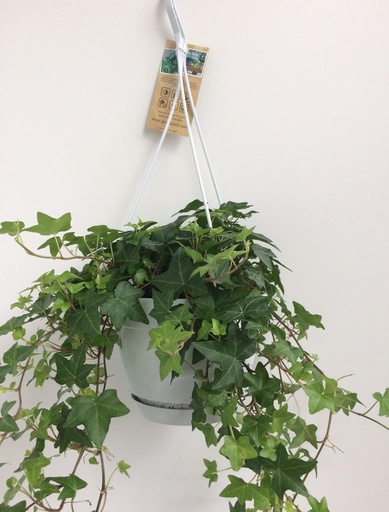 "Hedera Helix Groen - Hangpot Wit / Basic - Ø17cm - ↕cm image"
