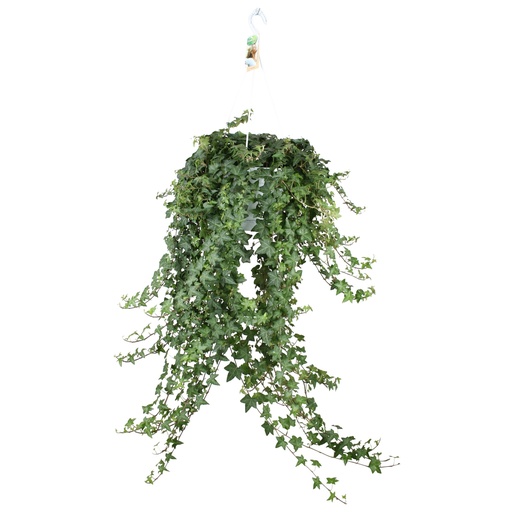 "Hedera Helix Pitsburg - Hang/XXL - Ø24cm - ↕cm image"