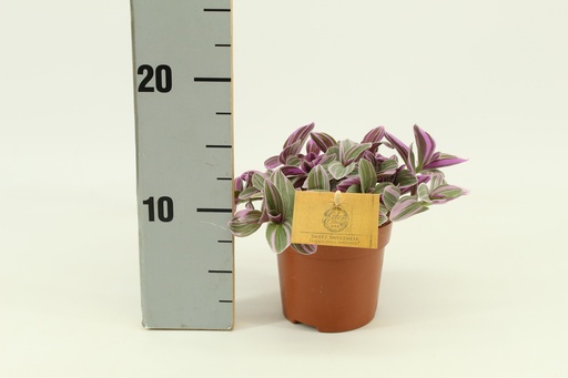 "Tradescantia Süße 10,5cm - Ø10,5cm - ↕10cm image"