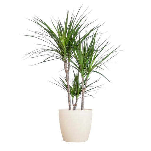 "Drachenbaum (Dracaena marginata) – pflegeleichte Zimmerpflanze, Höhe ca. 95 cm image"