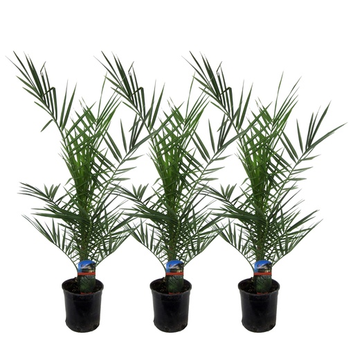 "3x Phoenix Canariensis - 80 cm - Ø15 image"