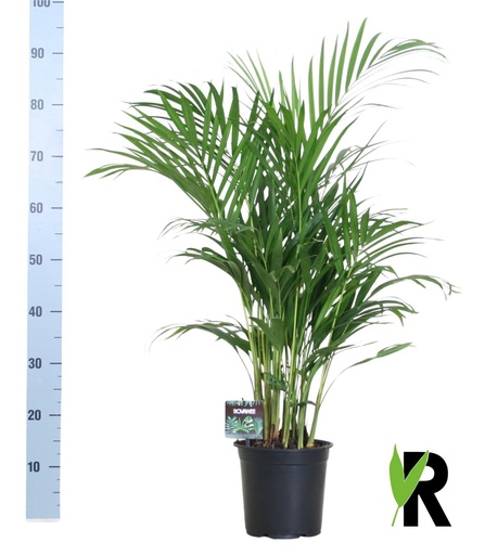 "Dypsis Lutescens 120 - Ø19cm - ↕100cm image"