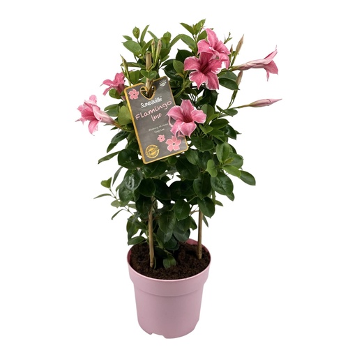 "Mandevilla Sundaville Flamingo Pink In Toren (Dipladenia) - Ø17cm - ↕55cm image"