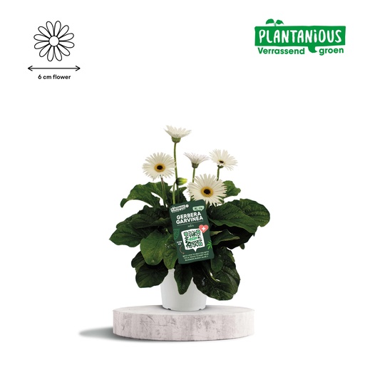 "Garvinea Gerbera Weiß - Ø19cm - ↕50cm image"
