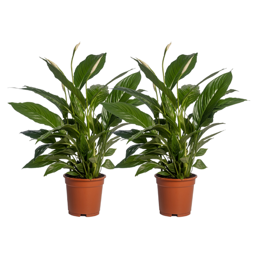 "Spathiphyllum Vivaldi - 2 Stücke - Ø17cm - ↕70cm image"