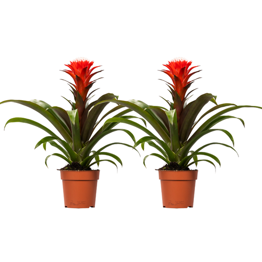 "Guzmania Hope - 2 Stücke - Ø12cm - ↕40cm image"
