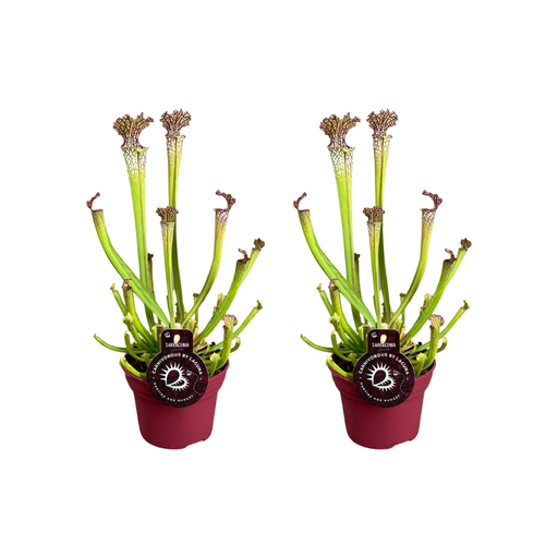 "Farnhams Schlauchpflanze (Sarracenia farnhamii) – pflegeleichte Zimmerpflanze, Topf-Ø 12 cm, Höhe ca. 40 cm image"