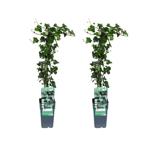 "Hedera helix - 2 Stücke - Ø15cm - ↕65cm image"