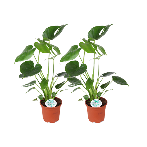 "Monstera Deliciosa - 2 Stücke - Ø14cm - ↕45cm image"