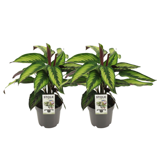 "Königliche Korbmarante (Calathea majestica) – pflegeleichte Zimmerpflanze, Topf-Ø 14 cm, Höhe ca. 45 cm image"