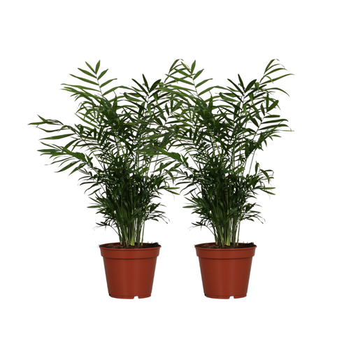 "Chamaedorea Elegans - 2 Stücke - Ø17cm - ↕55cm image"