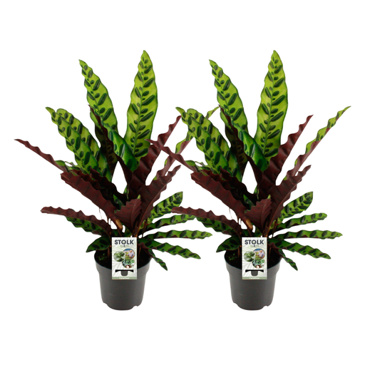 "Lanzenblättrige Korbmarante (Calathea lancifolia) – pflegeleichte Zimmerpflanze, Topf-Ø 14 cm, Höhe ca. 45 cm image"