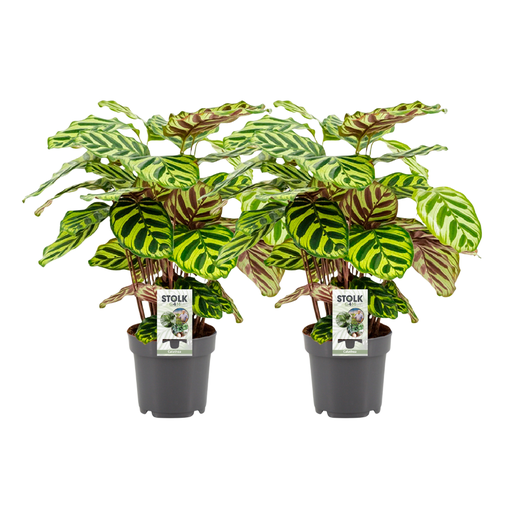 "Pfauen-Korbmarante (Calathea makoyana) – pflegeleichte Zimmerpflanze, Topf-Ø 14 cm, Höhe ca. 45 cm image"