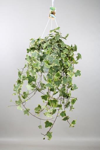 "Efeu (Hedera helix) – winterharte Kletterpflanze, Topf-Ø 24 cm, Höhe ca. 24 cm image"