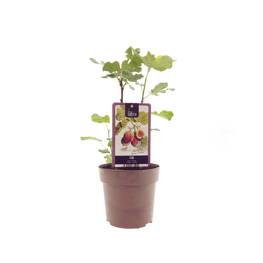 "Ficus Braune Türkei - Ø15cm - ↕40cm image"