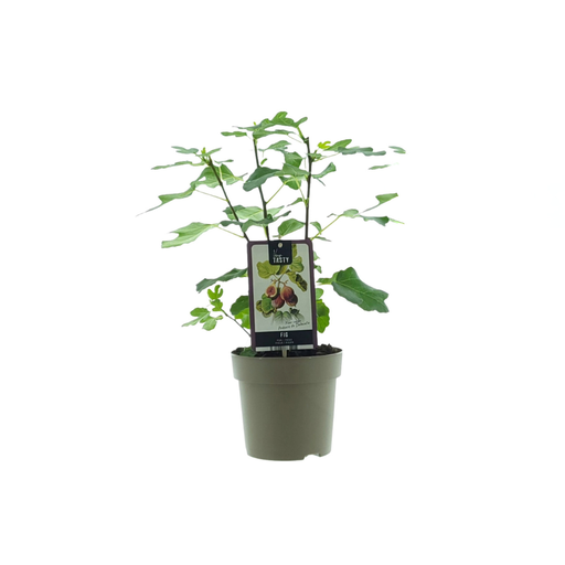 "Ficus Precose De Dalmatie - Ø15cm - ↕40cm image"