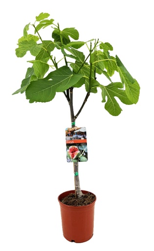 "Ficus Carica - Ø17cm - ↕80cm image"
