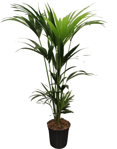 "Howea Forsteriana (Kentia) 5 Pit 120-140cm - Ø21cm - ↕120cm image"