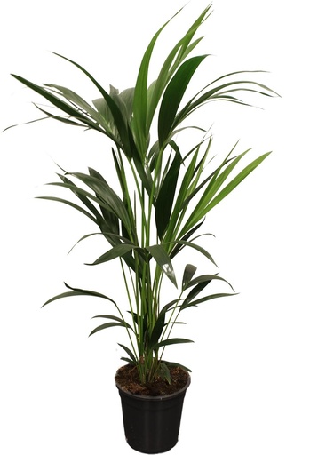 "Kentia-Palme (Howea forsteriana) – pflegeleichte Zimmerpflanze, Topf-Ø 21 cm, Höhe ca. 100 cm image"