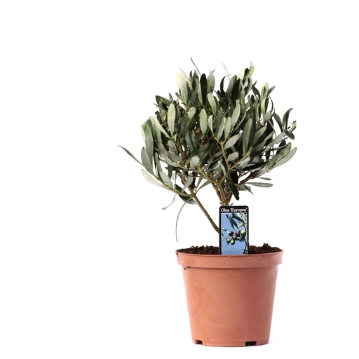 "Olea Olive auf Stamm - Ø13cm - ↕21cm image"