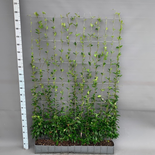 "Trachelospermum - Sternjasmin - Fertighecke - 120 x 180 cm image"