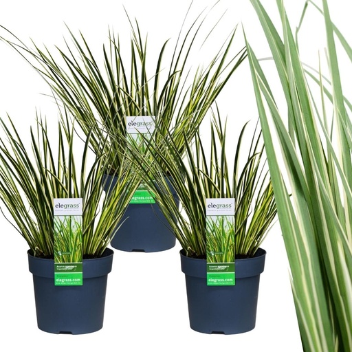 "3 x Acorus gramineus 'Argenteostriatus' - Ø 14 cm - ↨ 30 cm image"