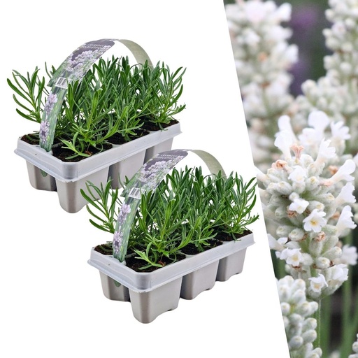 "2 x 6 Set Lavendel angustifolia Weiß - 12 x Ø7 cm - ↕15 cm image"