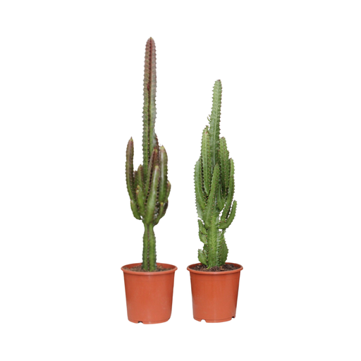 "Euphorbia Grün / Rot - 2 Stücke - Ø17cm - ↕75cm image"