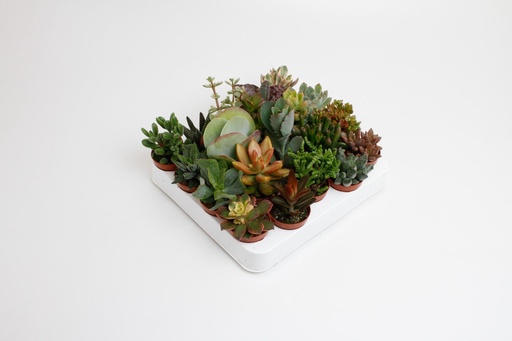 "Succulenten Mix - 20 Stücke - Topf-Ø 5,5 cm - Höhe ca. 10 cm image"