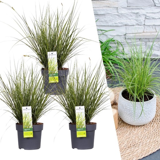 "3 x Carex brunnea Variegata - Ø 14 cm - ↨ 25 cm image"