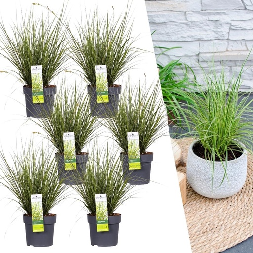 "6 x Carex brunnea Variegata - Ø 14 cm - ↨ 25 cm image"