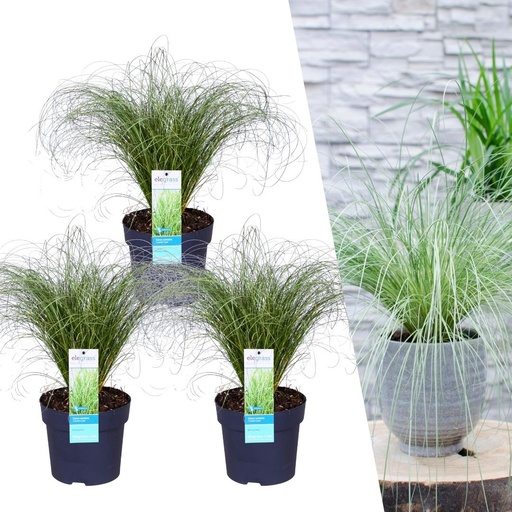 "3 x Carex comans 'Frostige Locken' - Ø 14 cm - ↨ 25 cm image"