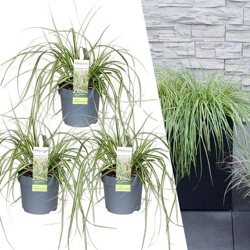 "3 x Carex hachijoensis 'Evergold' - Ø 14 cm - ↨ 25 cm image"