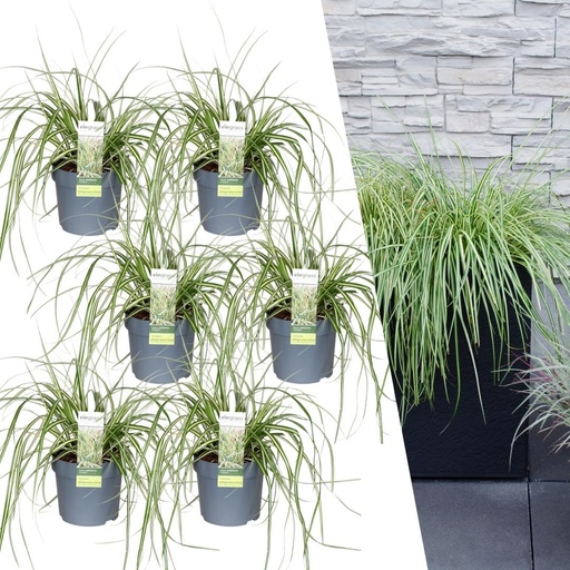 "6 x Carex hachijoensis 'Evergold' - Ø 14 cm - ↨ 25 cm image"