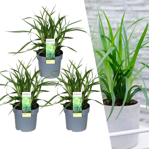 "3 x Carex morrowi 'Irisch Grün' - Ø 14 cm - ↨ 25 cm image"