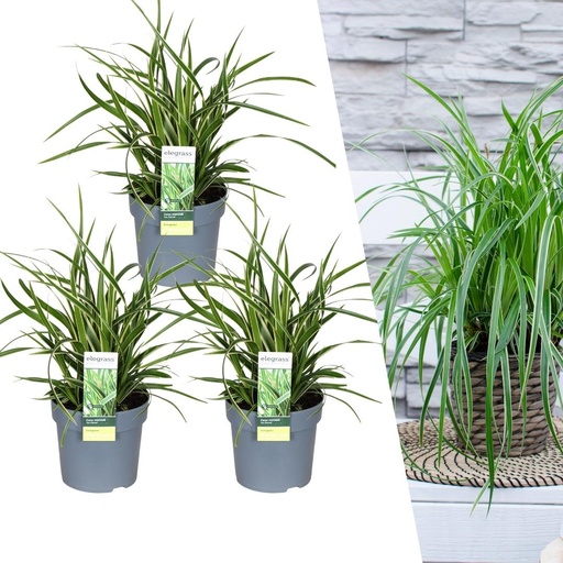 "3 x Carex morrowi 'Eis Tanz' - Ø 14 cm - ↨ 25 cm image"
