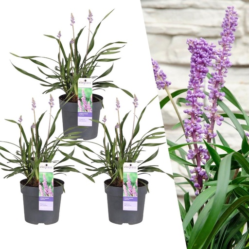"Lilientraube 'Ingwersen' 3er-Set (Liriope muscari) – winterharte immergrüne Staude, Topf-Ø 14 cm, Höhe ca. 25 cm image"