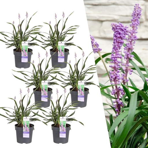 "Lilientraube 'Ingwersen' 6er-Set (Liriope muscari) – winterharte immergrüne Staude, Topf-Ø 14 cm, Höhe ca. 25 cm image"