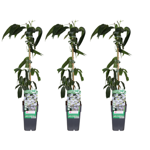 "Clematis armandii - 3 Stücke - Ø15cm - ↕65cm image"