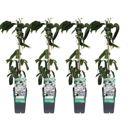 Armans-Waldrebe (Clematis armandii) – winterharte Kletterpflanze, Topf-Ø 15 cm, 
