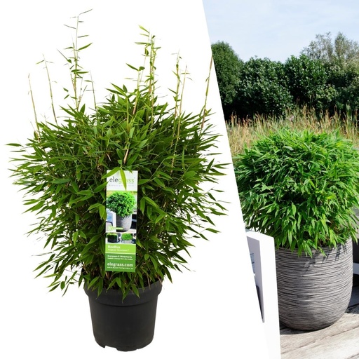 "1 x Fargesia moontears 'Boobux XL - Ø 29 cm - ↨ 70 cm image"