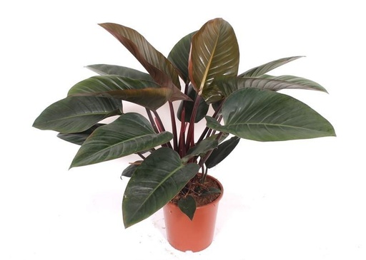 "Philodendron Red Beauty - 100 cm image"